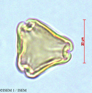 ISEM 1/Dendrobenthamia_japonica_29014/Dendrobenthamia_japonica_29014_0001(copy)_thumb.jpg